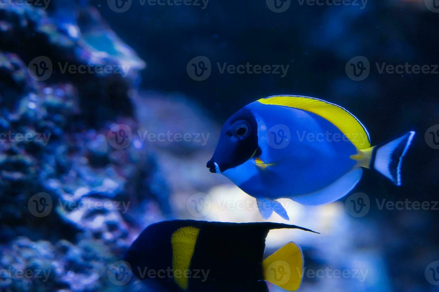 Paris aquarium, blue surgeonfish, powder blue tang and powder-blue surgeonfish, is a species of marine ray-finned fish belonging to the family Acanthuridae, This species is found in the Indian Ocean photo