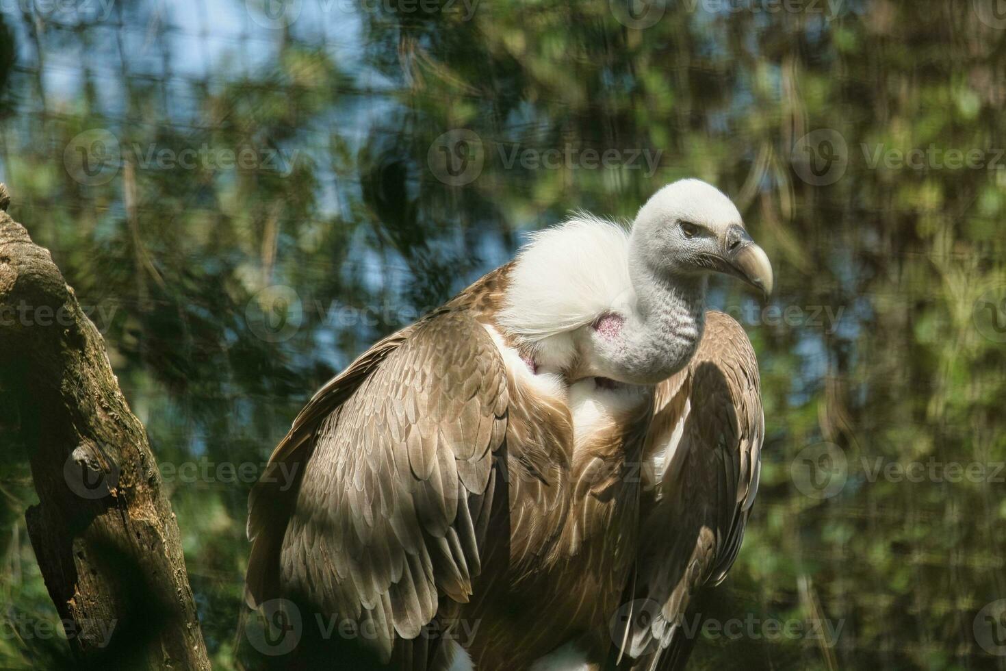 Griffon vulture, Eurasian griffon in the Paris zoologic park, formerly known as the Bois de Vincennes, 12th arrondissement of Paris, which covers an area of 14.5 hectares photo