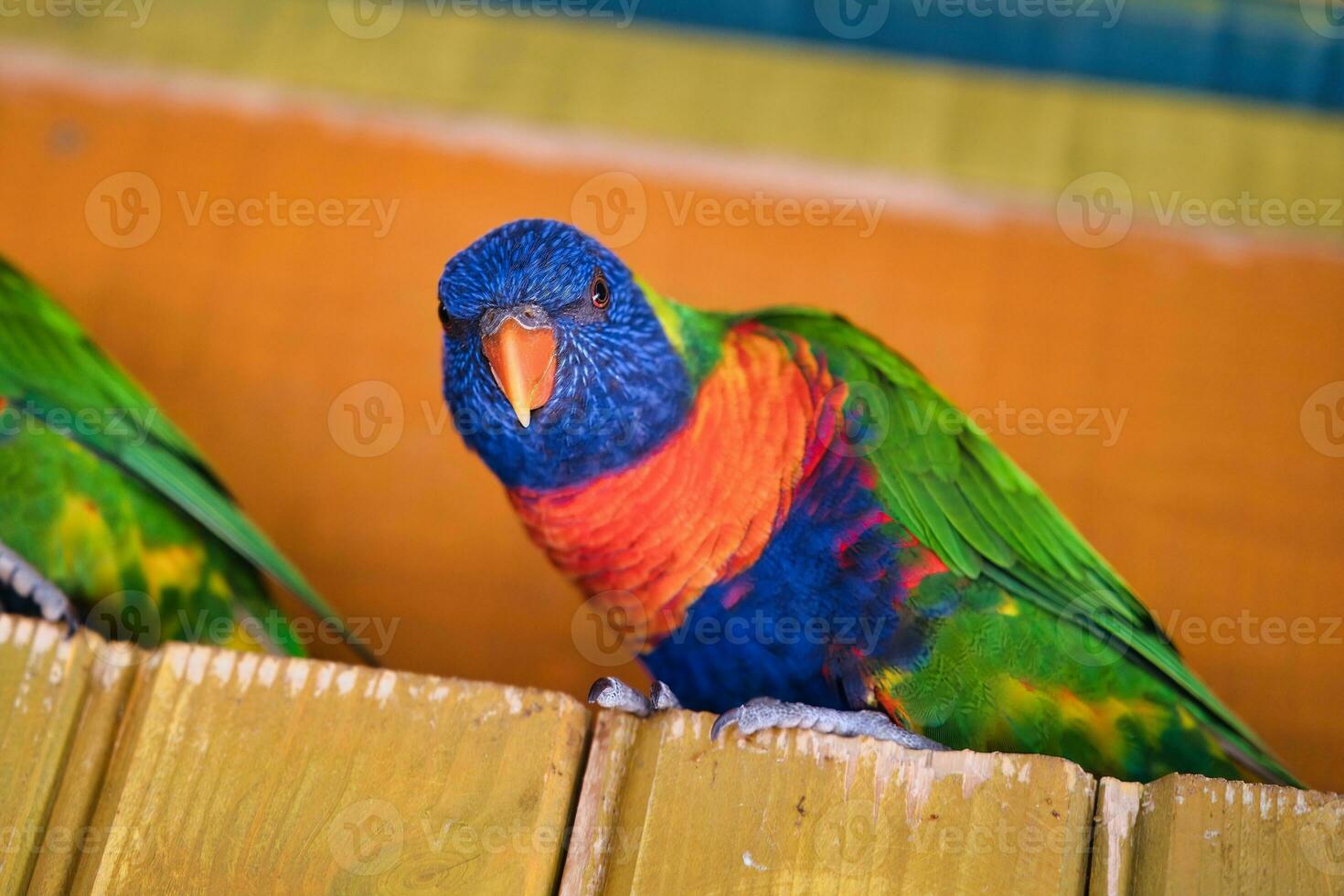 Jardine d'acclimatation, France, Rainbow lorikeet, is a species of parrot found in Australia. It is common along the eastern seaboard, from northern Queensland to South Australia. photo