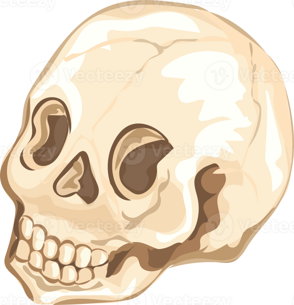 Skull illustration on transparent background. png