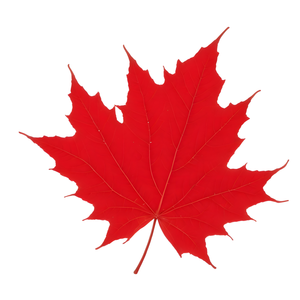 Red maple leaf on transparent. AI Generated png