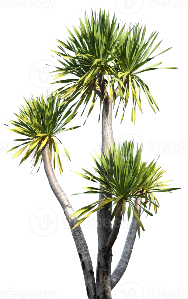 Palm tree on transparent png