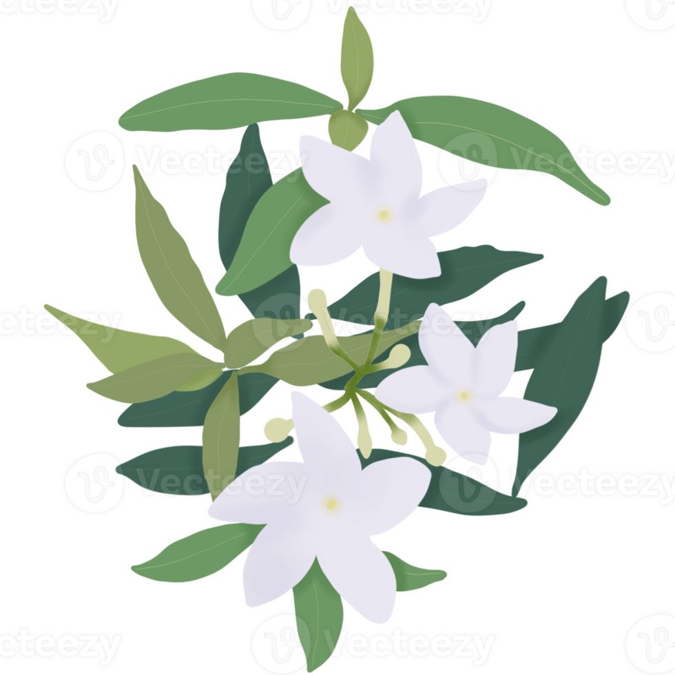 Gerdenia crape jasmine flowers are blooming. png