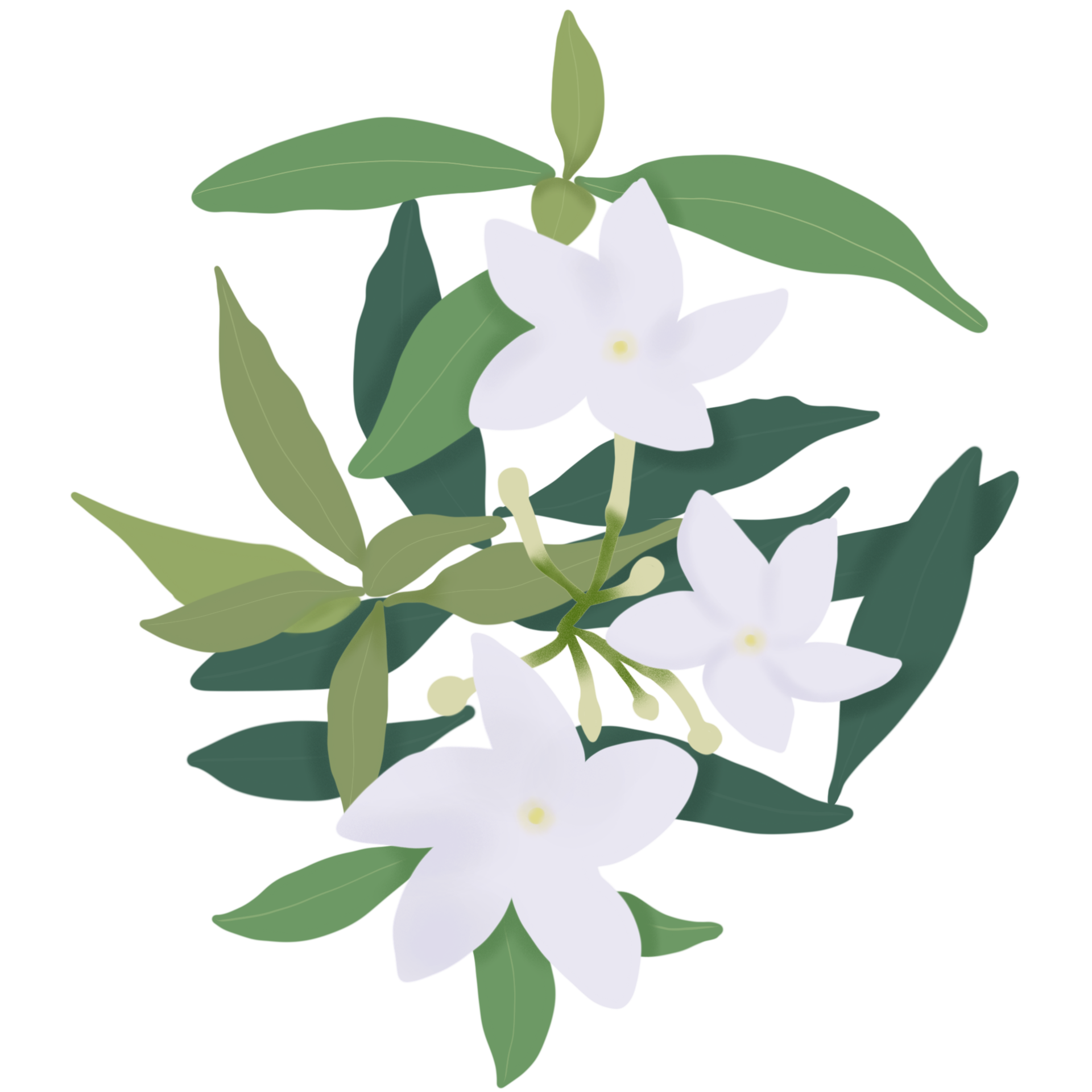 Gerdenia crape jasmine flowers are blooming. 32069010 PNG