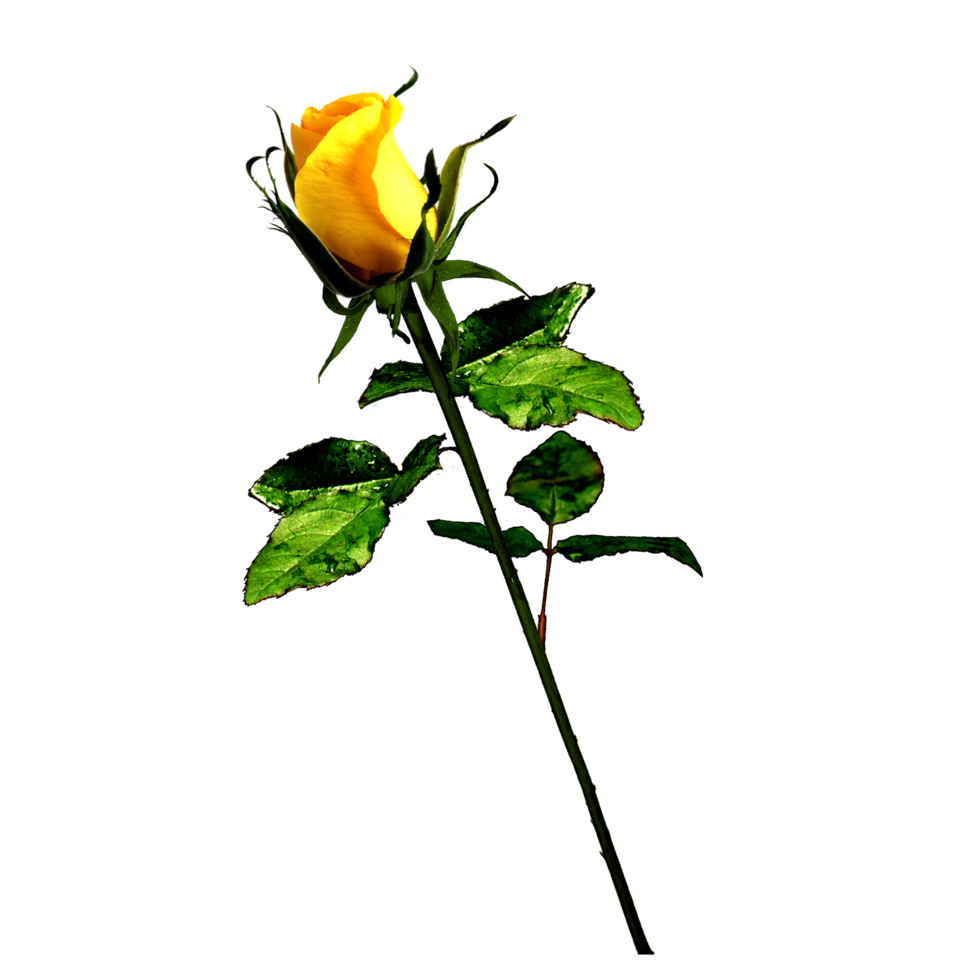 icon logo of rose png