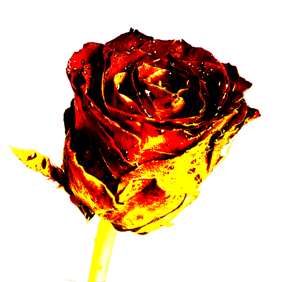 icon logo of rose png