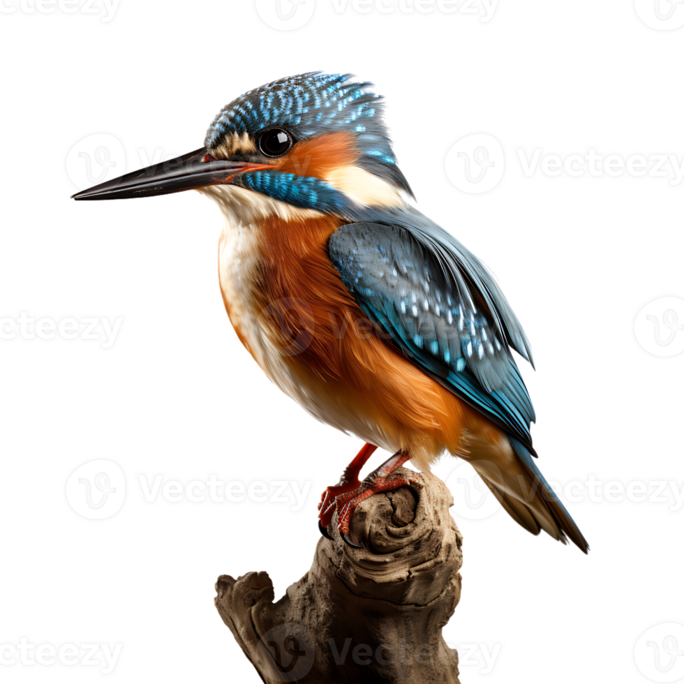 Closeup shoot kingfisher bird, ai generative png