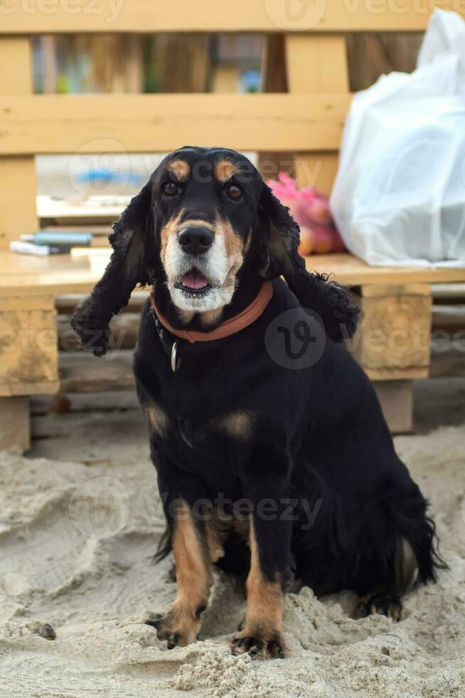 Old English cocker spaniel with brown eyes sits on the sea sand, black and tan, hunting dog. Walk and relax on the beach with an animal, companion. Close-up portrait. vertical photo