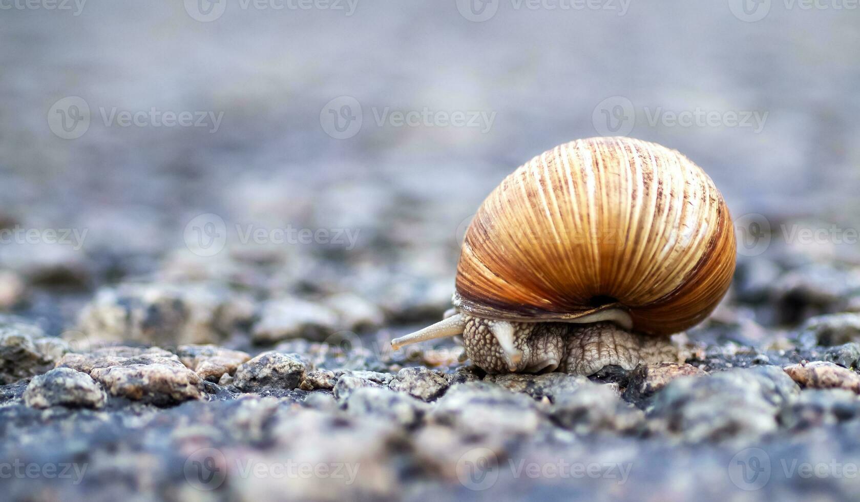 Close-up of a brown snail crawling along the road. A snail crawling on the asphalt, on a blurred background, copy space. Ecology and environmental protection concept. Selected focus photo