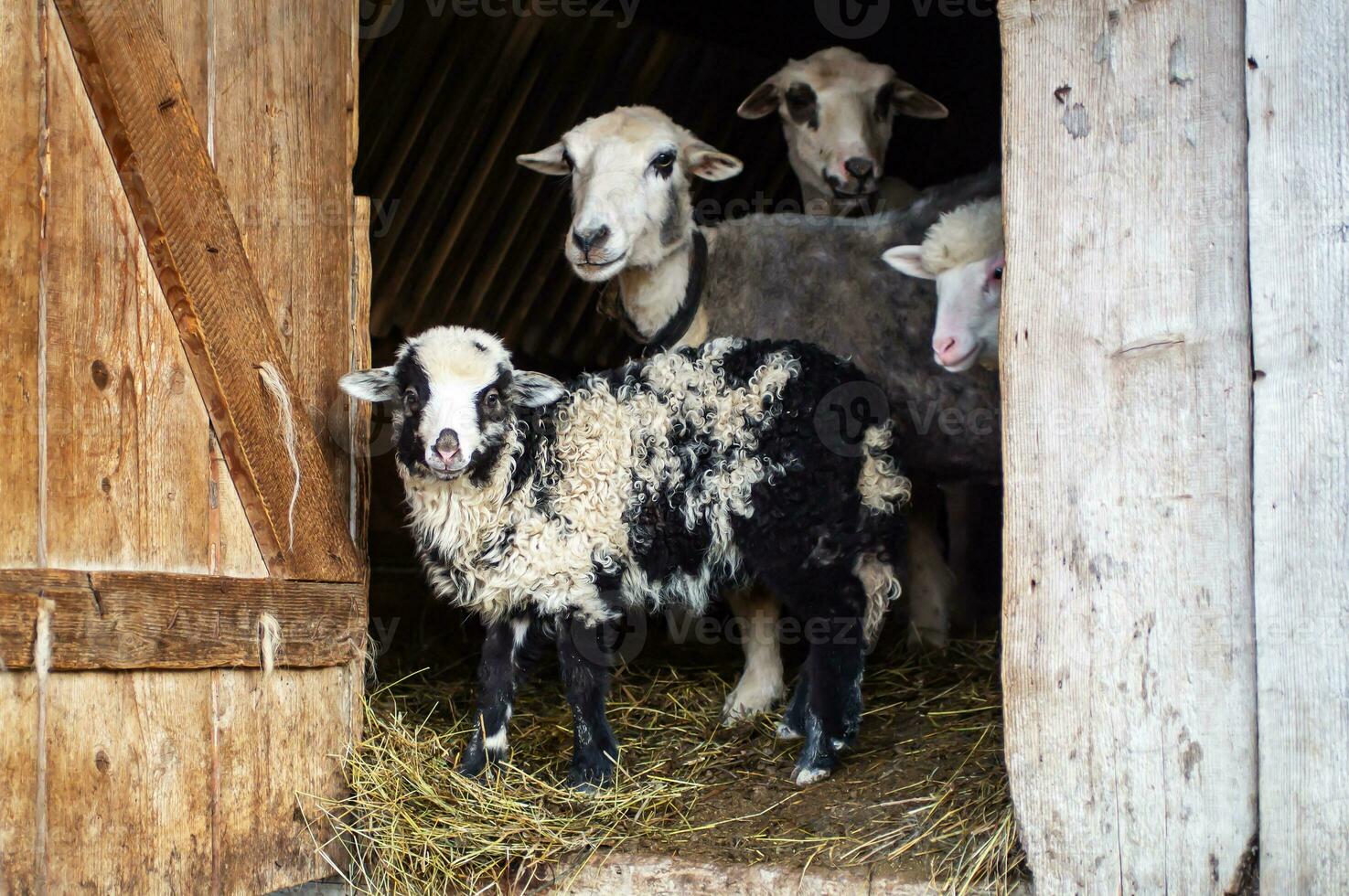little lamb with its mother, white with a black face, portrait. Looking at the camera. Mountain Carpathian breed. photo