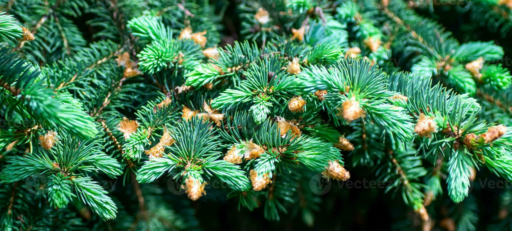 Close-up shot of blue spruce branches for background. Blue spruce fir tree branches detail. Banner image, copyspace. Shallow depth of field photo