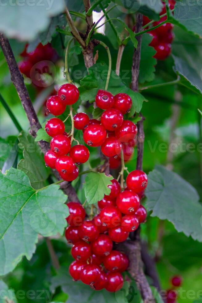 Selective focus Close-up view of red currant, Ribes rubrum, Grossulariaceae, gardening, harvest. bunch of red berries with a small green leaf. Vertical photo. photo