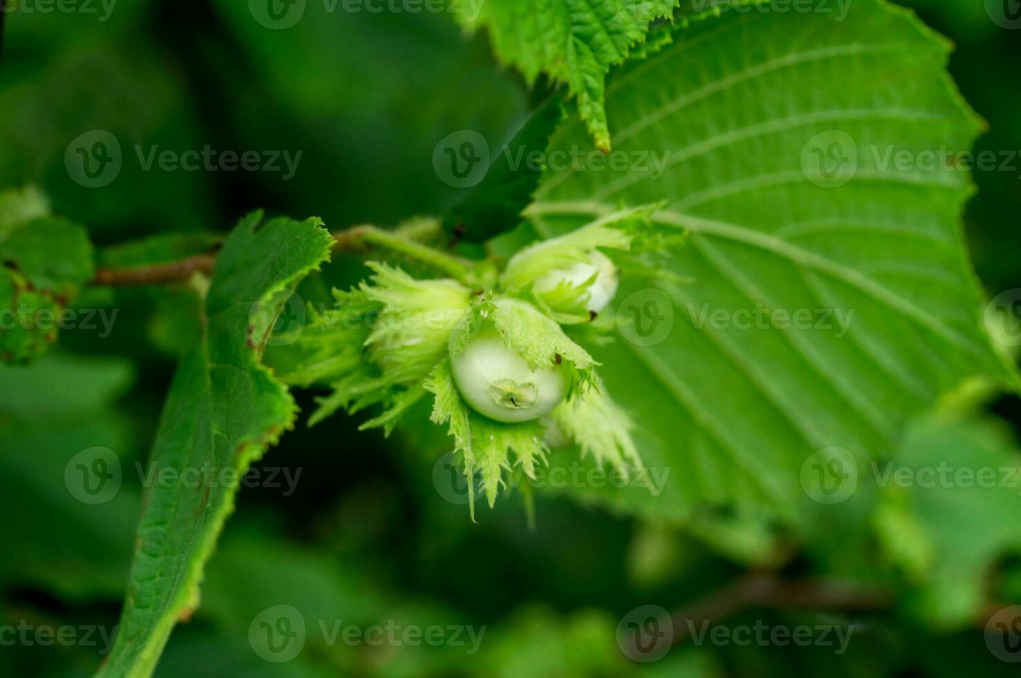 Young hazelnuts, green hazelnuts, grow on a tree Young hazelnuts, hazelnuts, kobnat. Hazelnut with leaves on the tree. The concept of growing and collecting hazelnuts. Corylus avellana photo