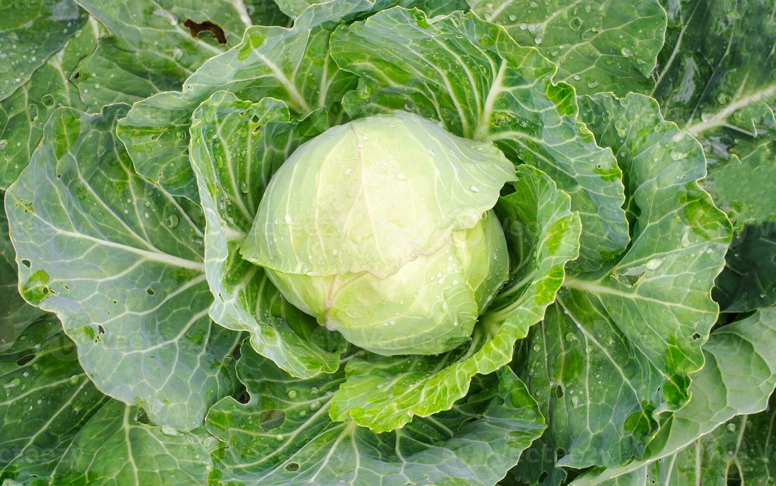 Fresco repollo crece en el jardín. ver desde arriba. sano y natural comida concepto. vegetarianismo. rústico alimento. foto