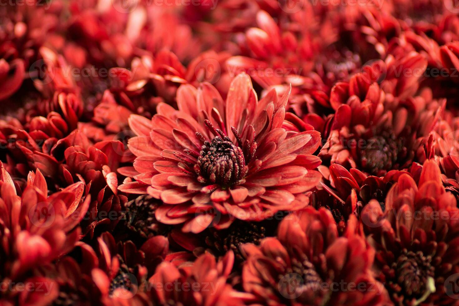 Blooming red chrysanthemums close-up, macro. Korean chrysanthemum. Background with blooming chrysanthemums. Multiflora. photo