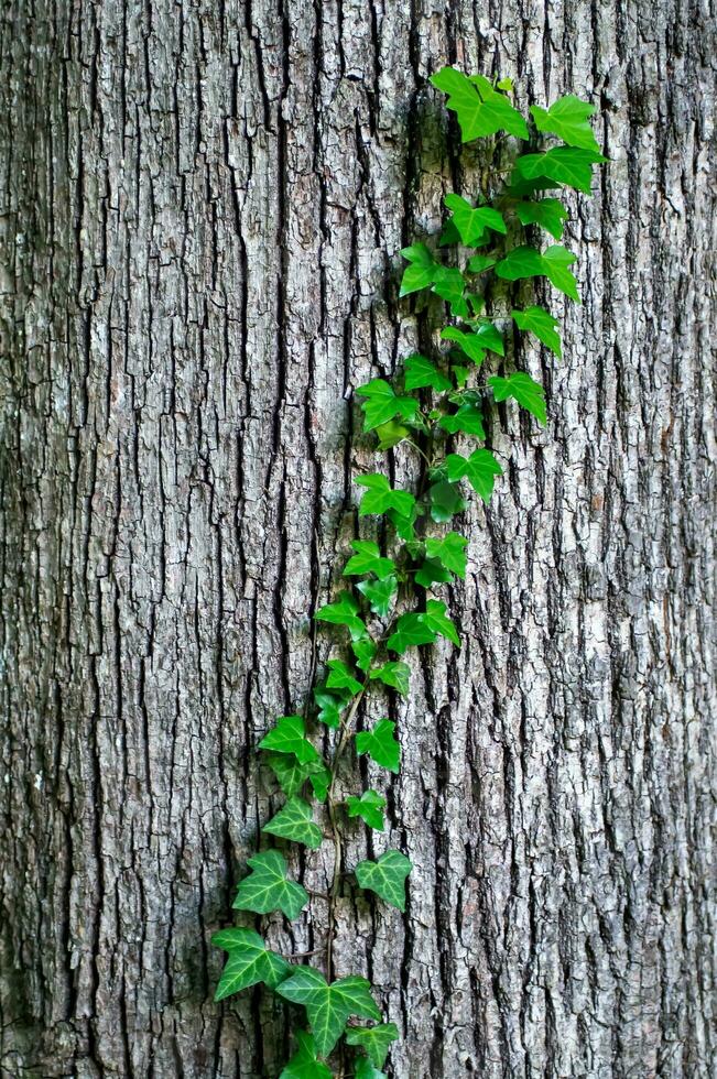 Young stems of creeper ivy Hedera helix, European ivy. young leaves of evergreen creeper, vertical background of tree bark texture, close-up shot of green vine. Concept aspirations, development. photo