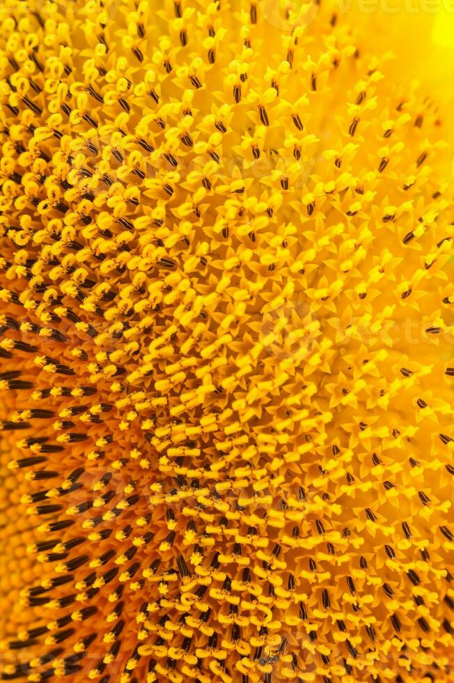 floreciente girasol cabeza, pistilos y estambres de cerca. floral amarillo modelo. resumen fondo, textura. vertical foto