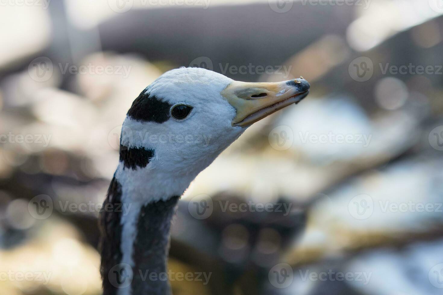 Closeup of the bar-headed goose is a goose that breeds in Central Asia in colonies of thousands near mountain lakes and winters in South Asia, as far south as peninsular India photo