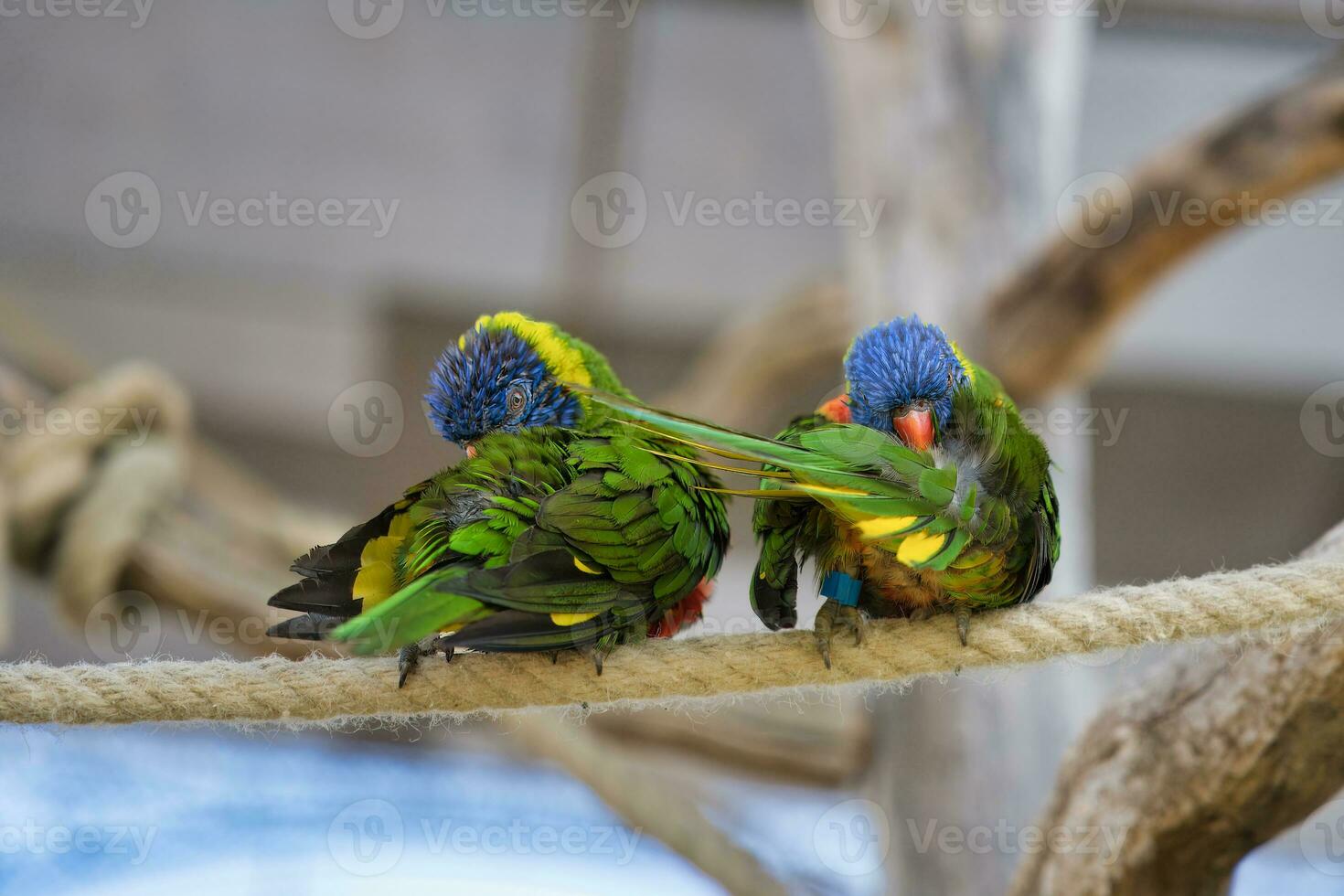 Jardine d'acclimatation, France, Rainbow lorikeet, is a species of parrot found in Australia. It is common along the eastern seaboard, from northern Queensland to South Australia. photo