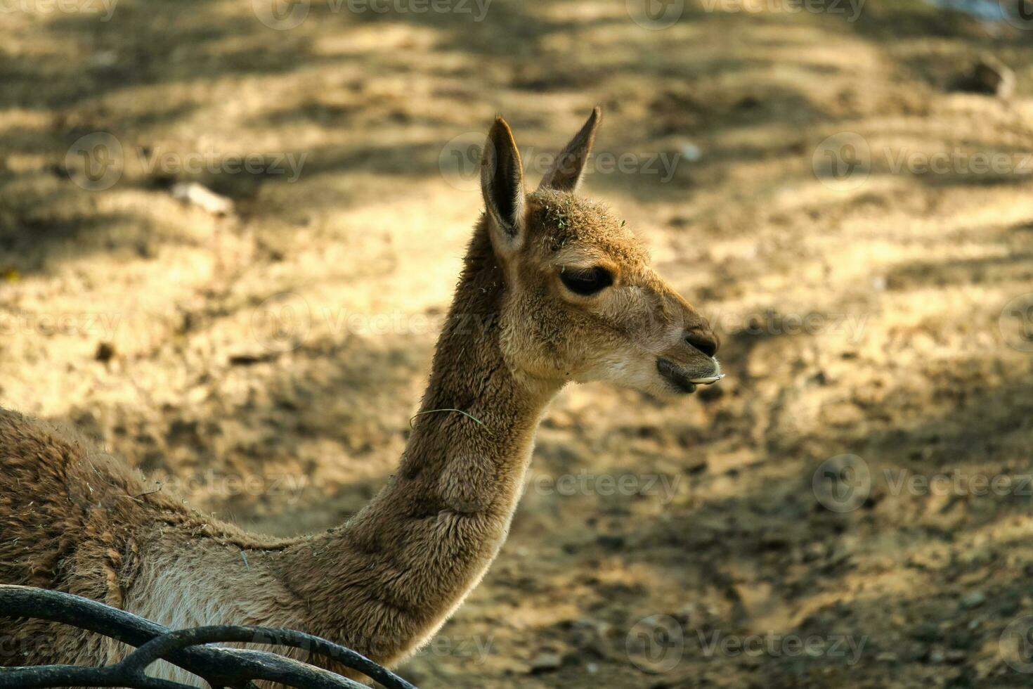 Vikuna, Lama vicugna, 2,  in the Paris zoologic park, formerly known as the Bois de Vincennes, 12th arrondissement of Paris, which covers an area of 14.5 hectares photo