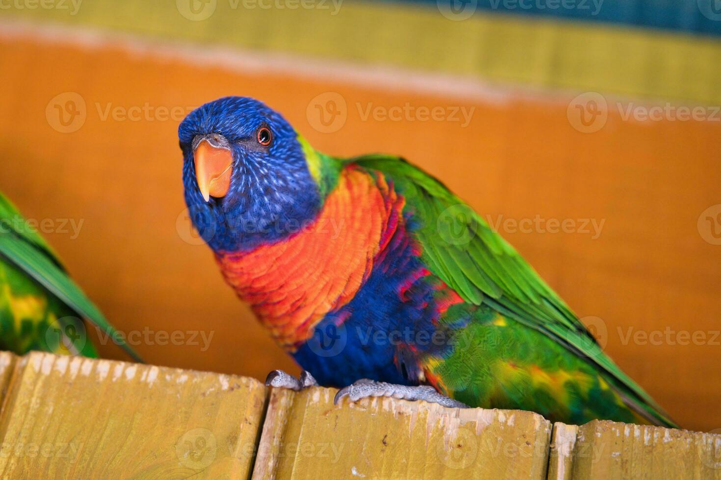 Jardine d'acclimatation, France, Rainbow lorikeet, is a species of parrot found in Australia. It is common along the eastern seaboard, from northern Queensland to South Australia. photo