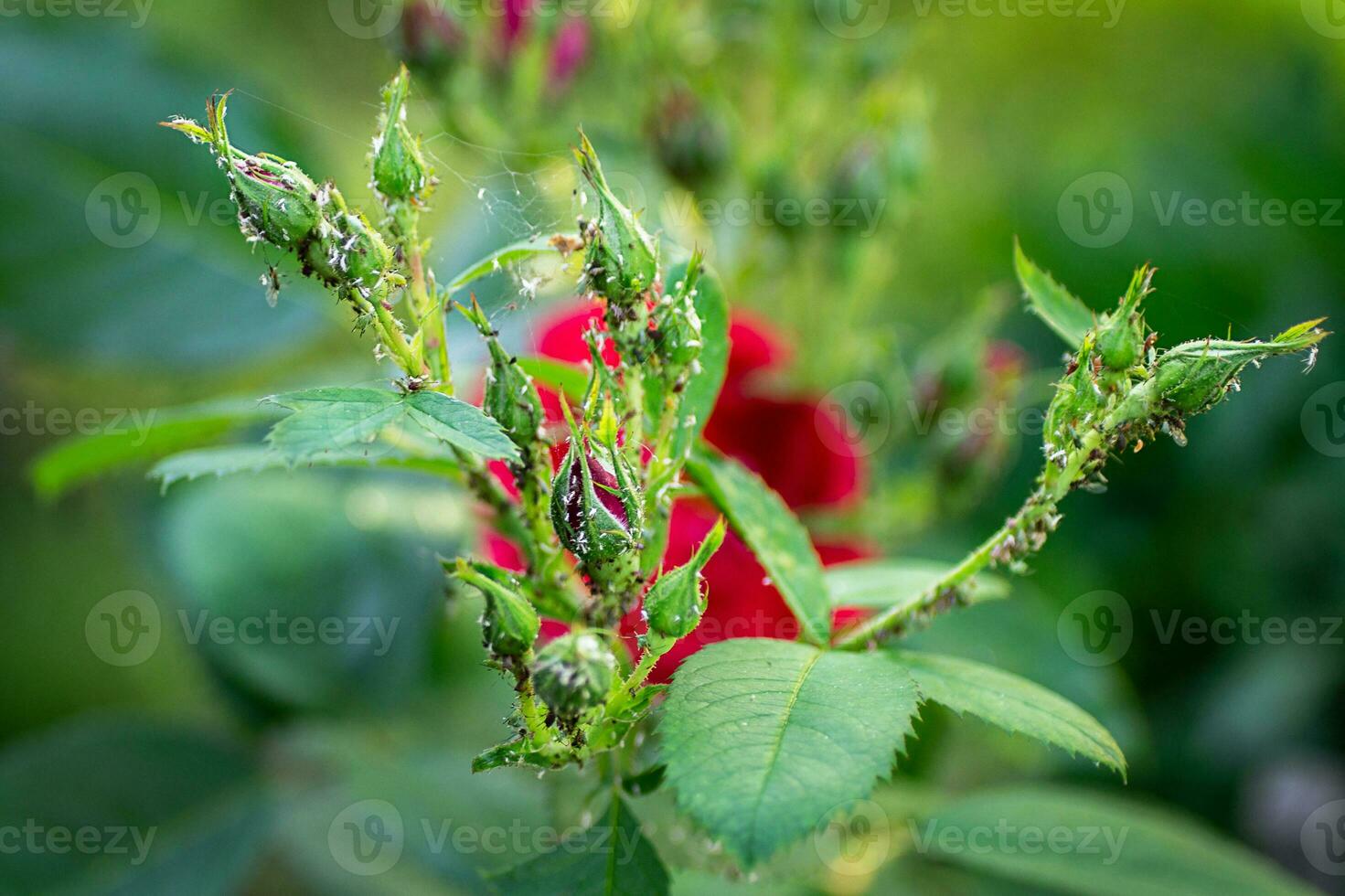 pulgones en Rosa brotes araña ácaros. parásito control. enfermedades de rosas. tetraníquidos, afidoidea, macrosiphum, grande pagana. de cerca. macro. suave atención efecto. selectivo enfocar. foto