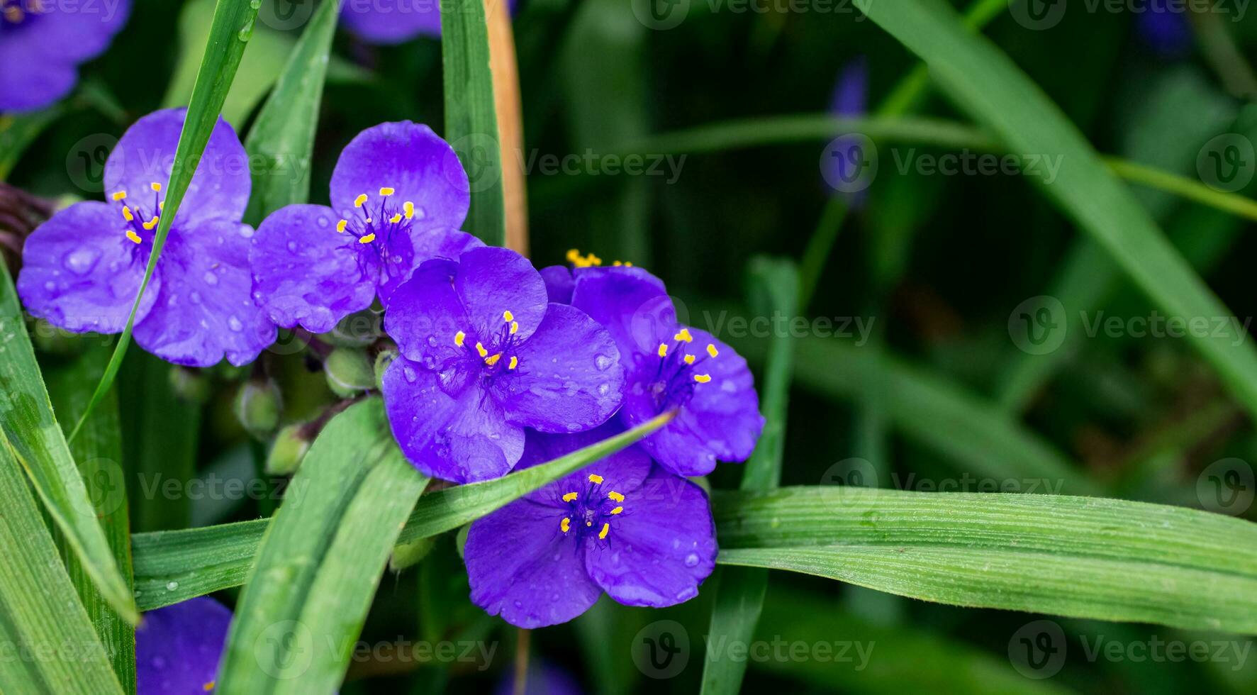 hermosa flores de ultramarino color de cerca, macro. Virginia telaraña arbusto tradescantia Virginiana. tradescantia ohiensis, comúnmente conocido como el Chaqueta azul flor o Ohio araña. foto