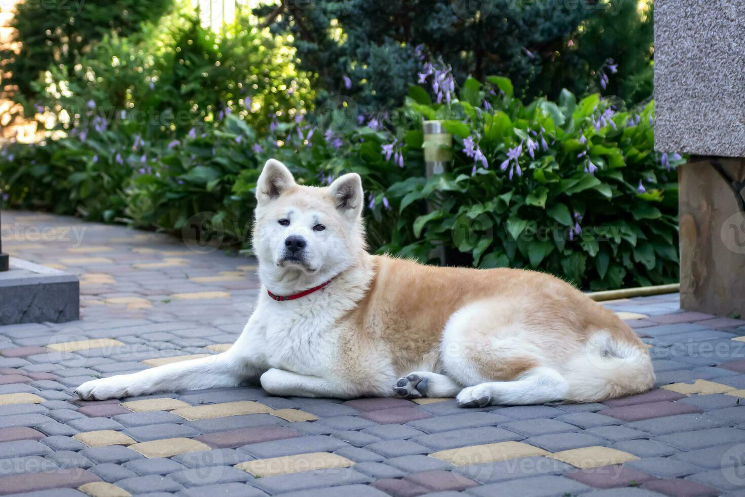 mayor akita inu mentiras en el yarda y protege el casa. amado con mascotas. japonés perro, perro de Pomerania foto