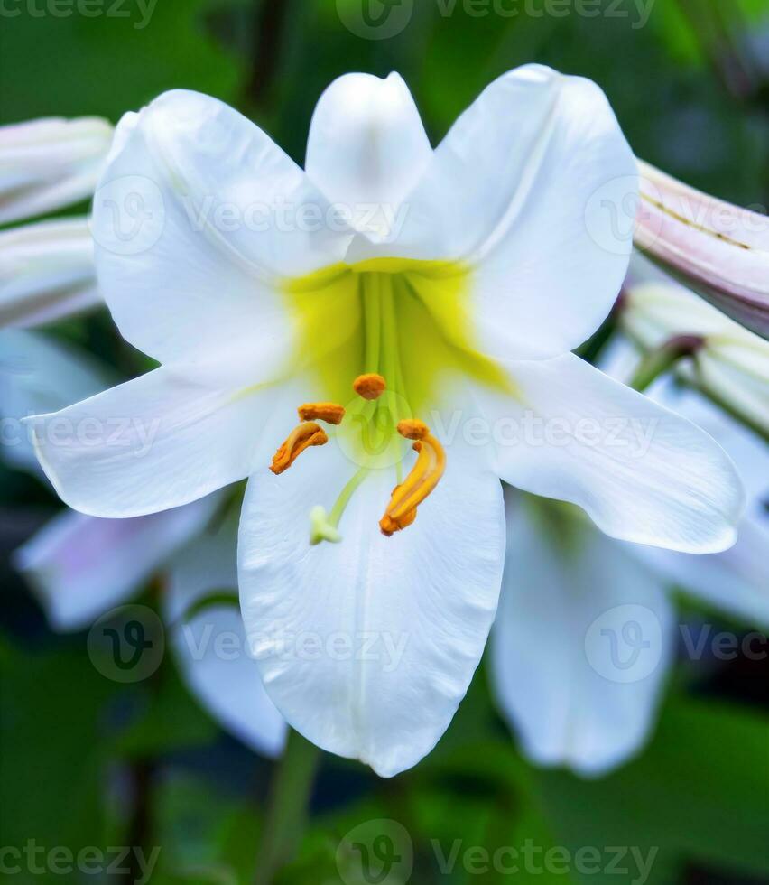 Lily tubular is a beautiful and delicate white flower with long yellow stamens and snow-white leaves. Variety White Planet, Regale Album. Close-up. photo