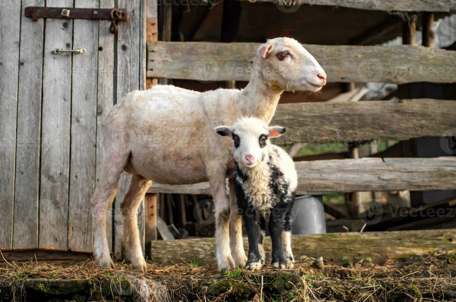 little lamb with its mother sheep, white with a black face, portrait. Looking at camera. Mountain Carpathian breed. photo