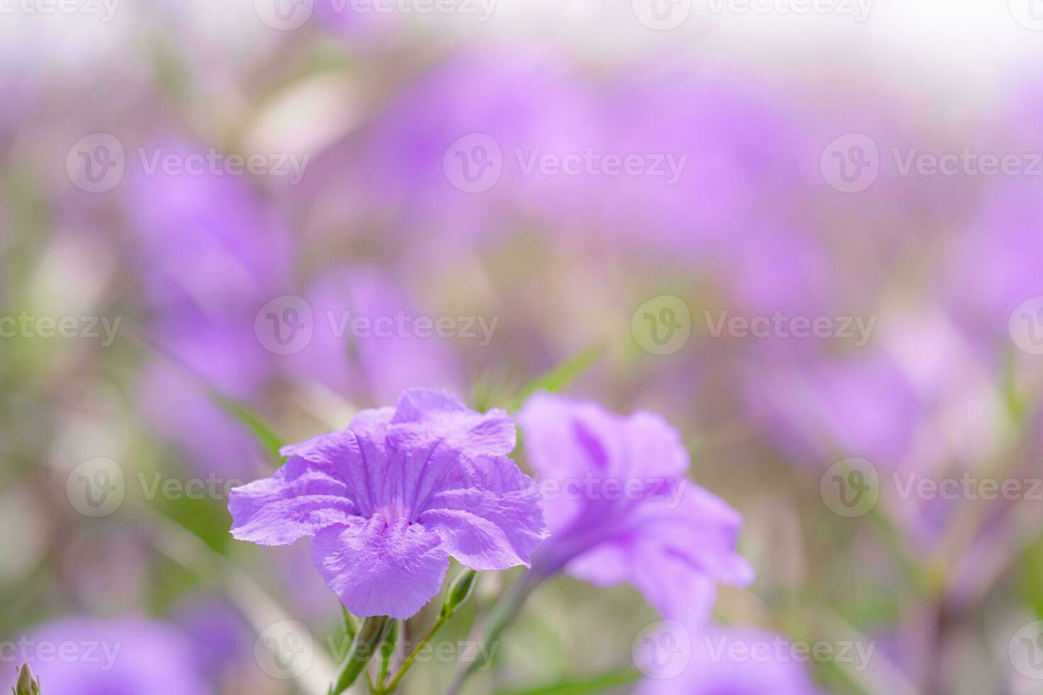 Selective focus on a purple flower in a flower garden. Beauty in nature. The fragility of purple petal flowers on sunny day. Flower field. Vibrant spring and summer garden. Purple flower bloom. photo