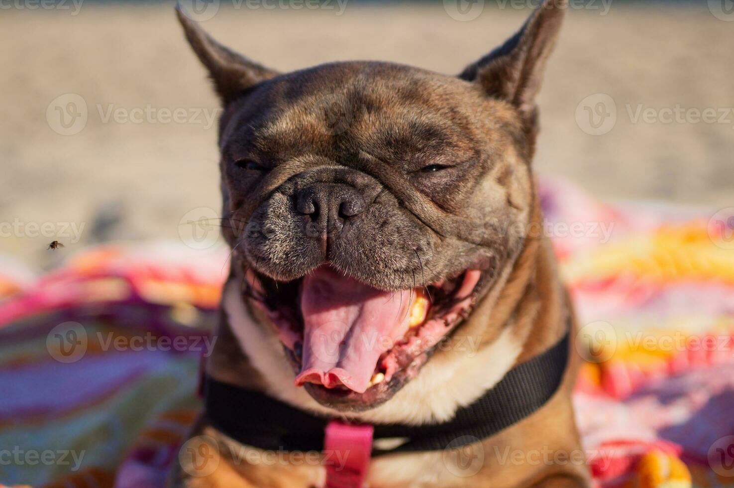 Funny yawning French Bulldog on a multicolored mat. Soft focus. photo