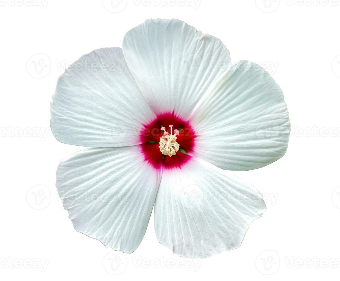 hibisco malváceas, hibisco mosquitos, hibisco trionio blanco hermosa y delicado flor con un rosado centrar y blanco hojas. aislar. variedades disco beldad blanco, luna blanco, antiguo grita. foto