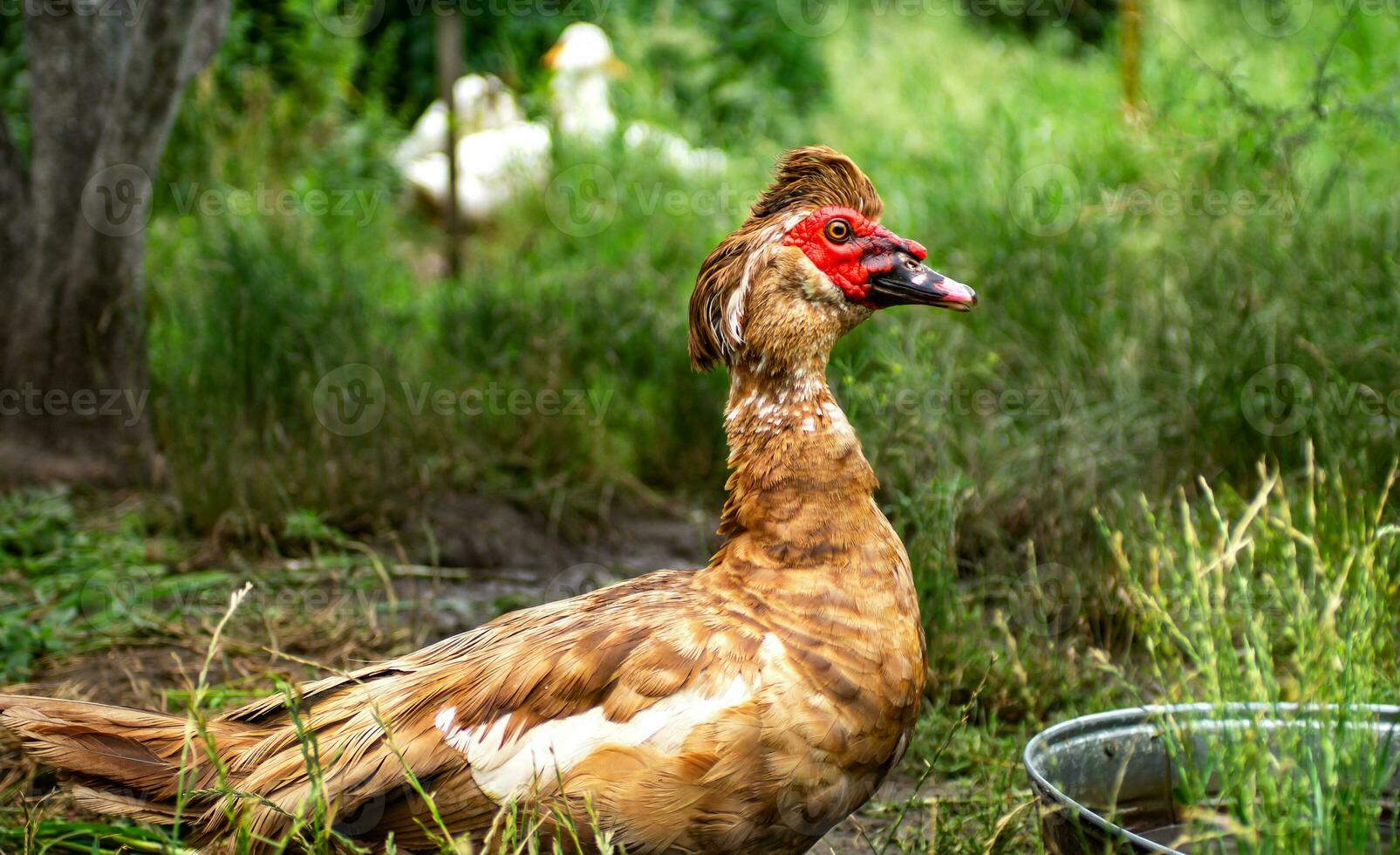 male muscovy duck on the background of meadow grass. photo