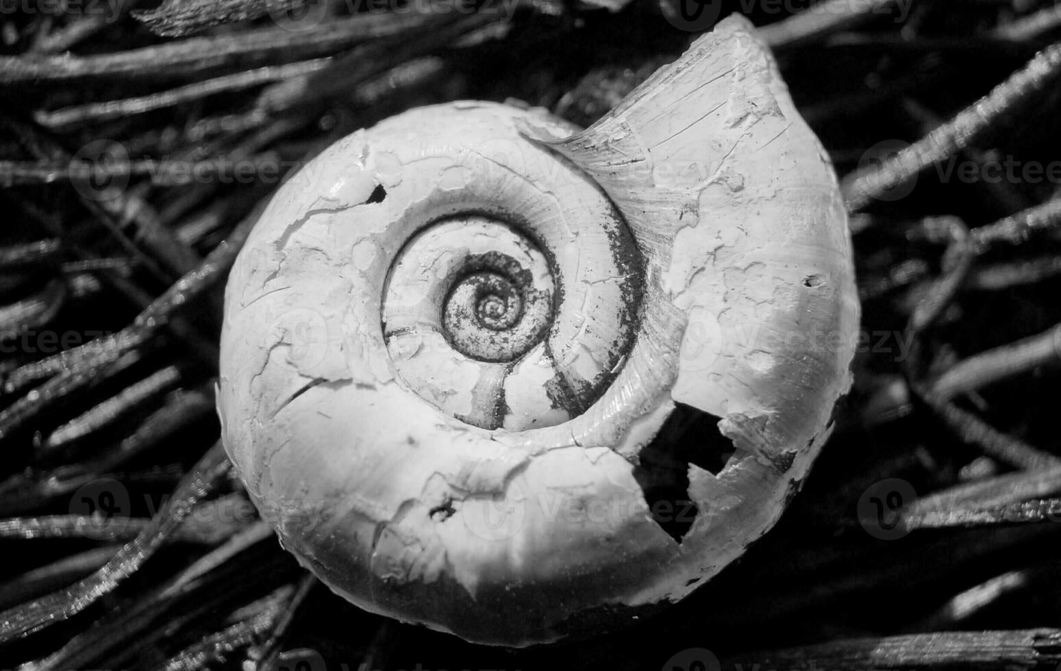 Seashell on a black background macro black and white photo nature imressionism