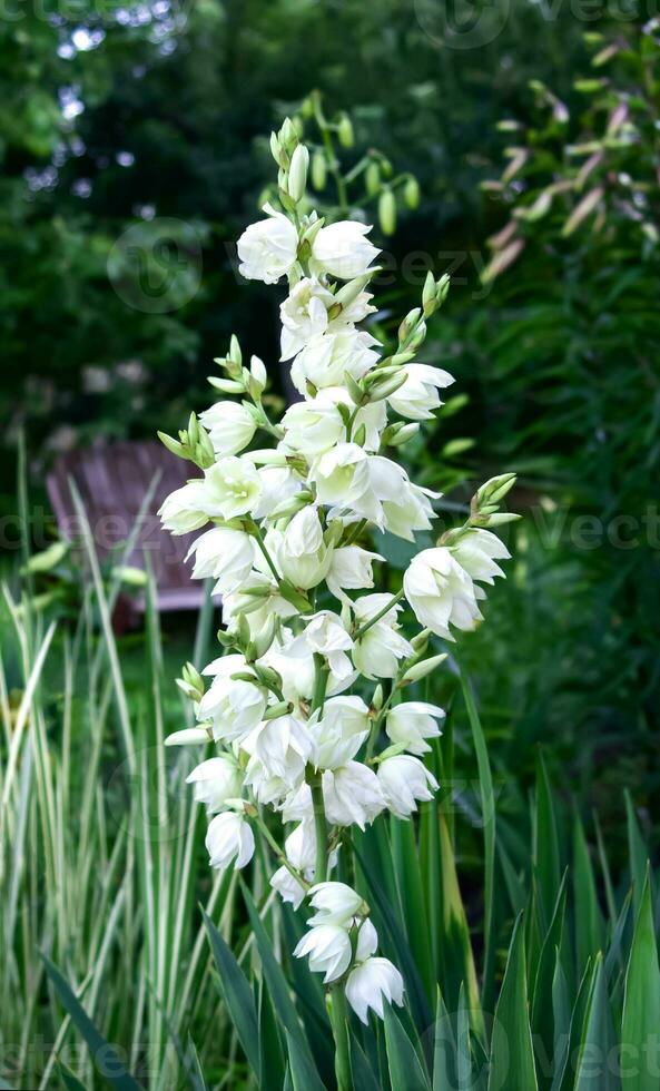 Evergreen Garden Yucca Yucca filamentosa, white delicate flower close-up. Garden, park decoration, landscaping.  Vertical photo