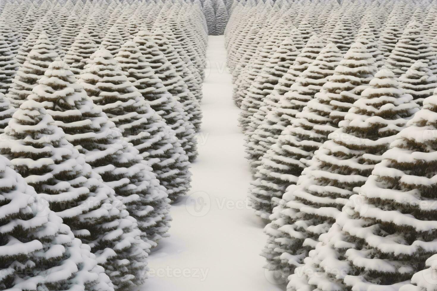 Christmas pine tree farm blanketed in white snow amidst lush fir trees in winter season. Snowy landscape of green pine tree farm field. Xmas tree forest. Winter holiday background. Generative AI. photo