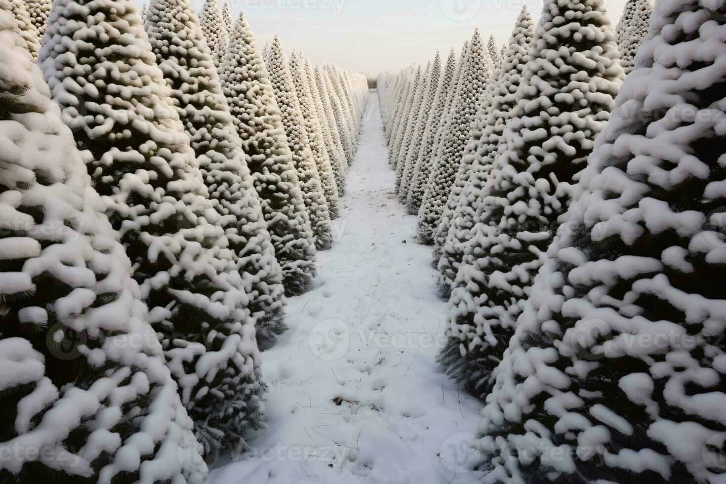 Christmas pine tree farm blanketed in white snow amidst lush fir trees in winter season. Snowy landscape of green pine tree farm field. Xmas tree forest. Winter holiday background. Generative AI. photo