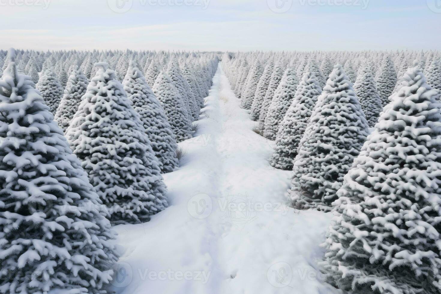 Christmas pine tree farm blanketed in white snow amidst lush fir trees in winter season. Snowy landscape of green pine tree farm field. Xmas tree forest. Winter holiday background. Generative AI. photo