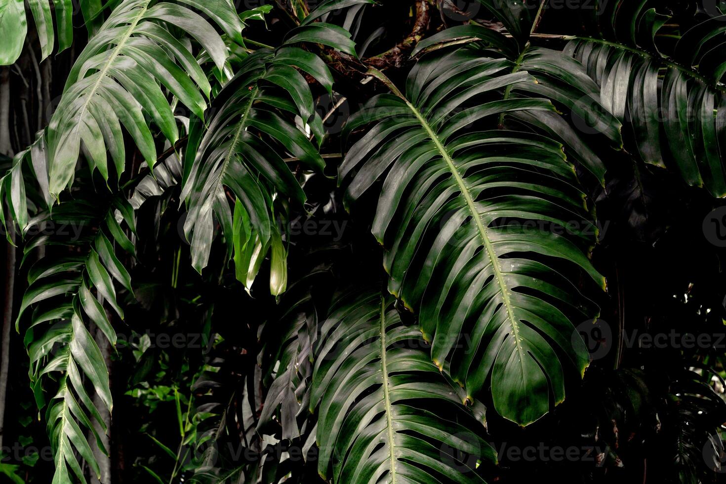 Green leaves pattern,leaf monstera in the forest for nature background photo