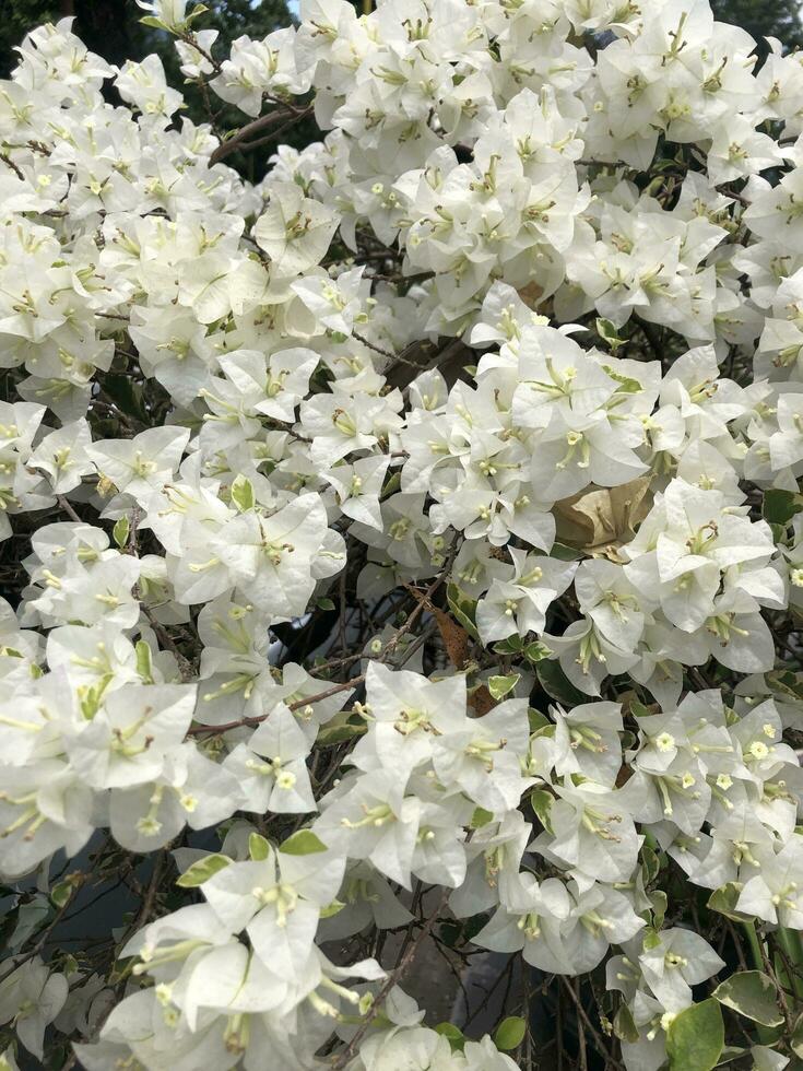 White flowers are beautiful to look at photo