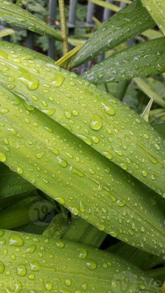 water drops on leaves 32099467 Stock Photo at Vecteezy