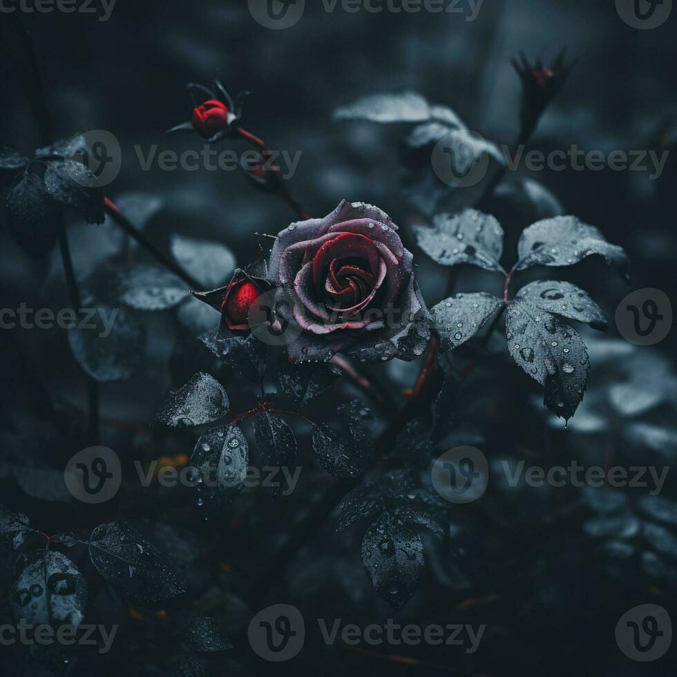 a dark rose with water droplets on it generative ai photo