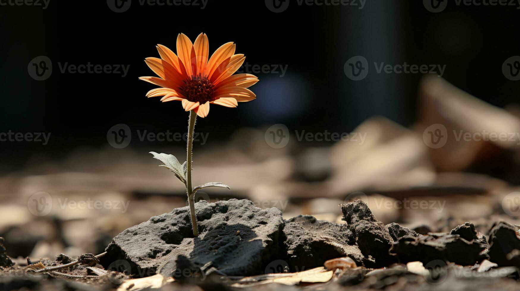 a single orange flower growing out of the ground generative ai photo
