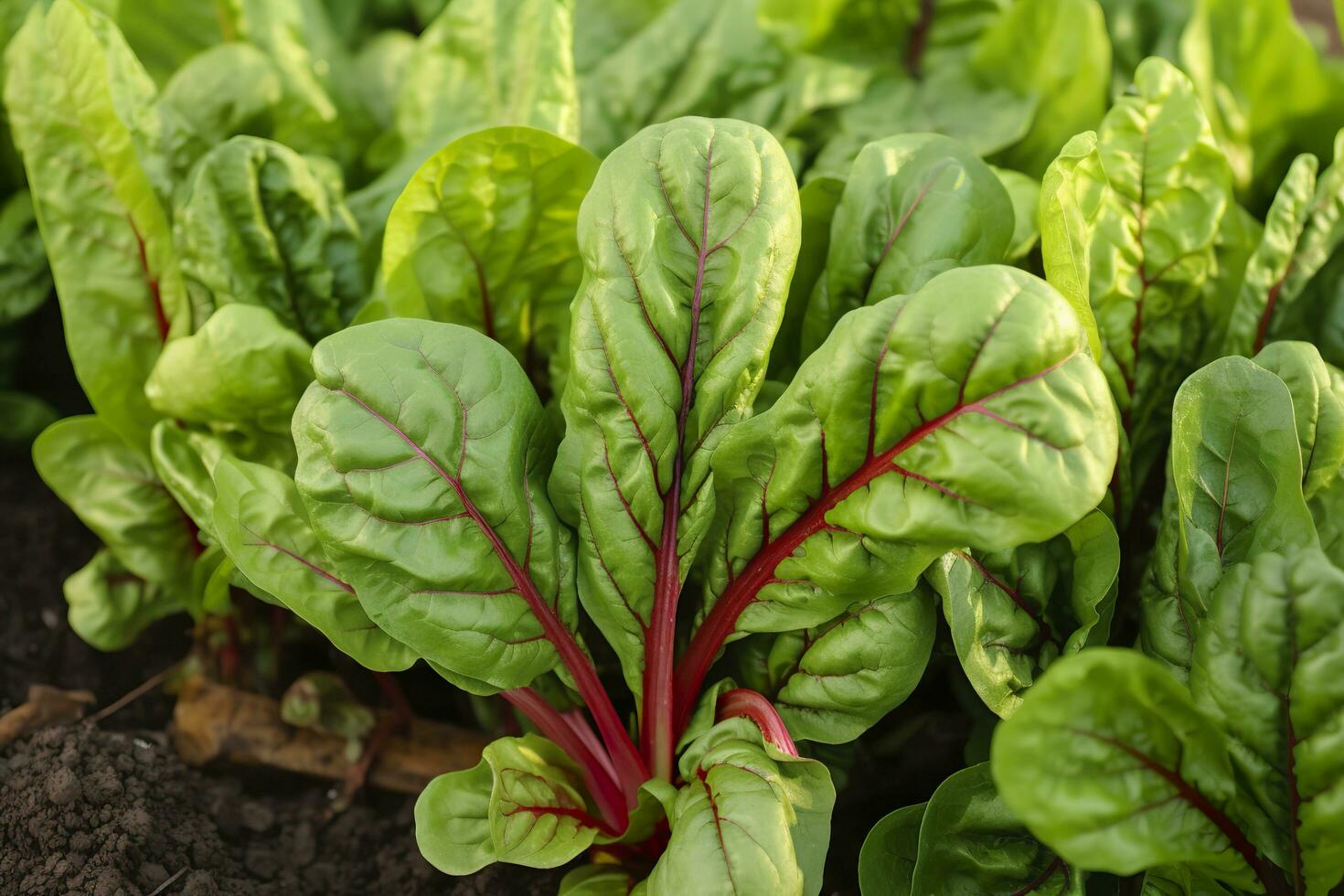 Chard growing in an urban garden. Garden beet and salad leaves close up. Generative AI photo