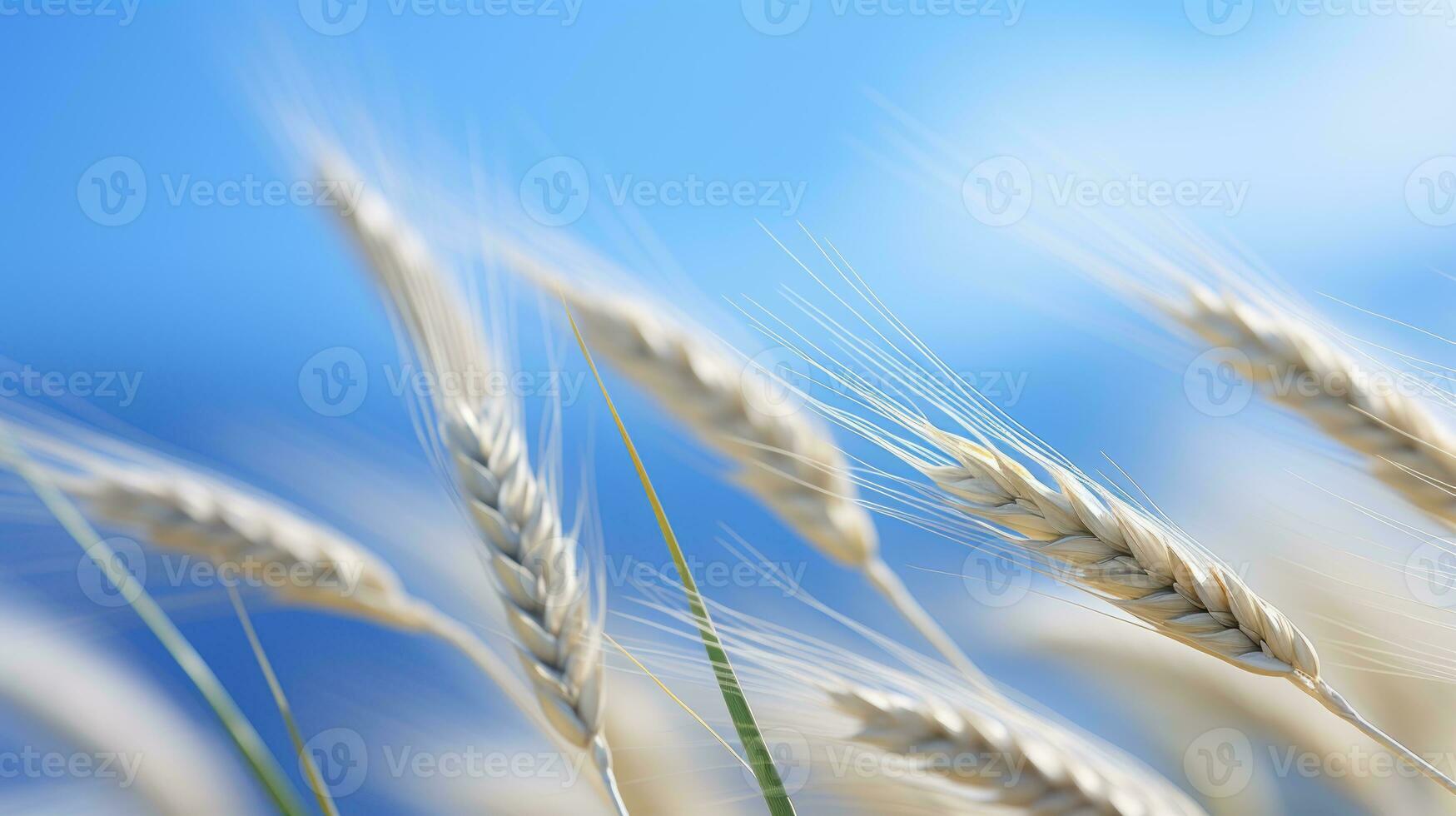 a close up of a field of wheat with a blue sky in the background generative ai photo