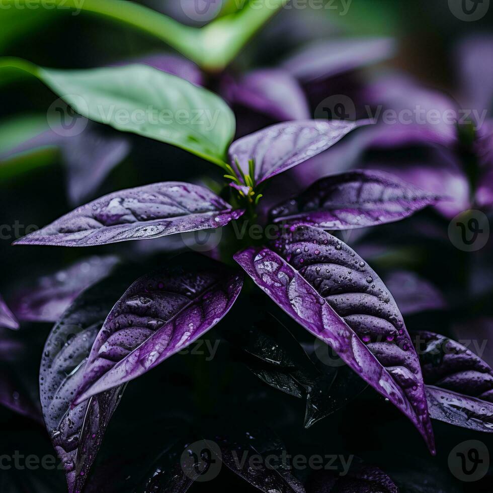 a close up of a plant with purple leaves generative ai photo