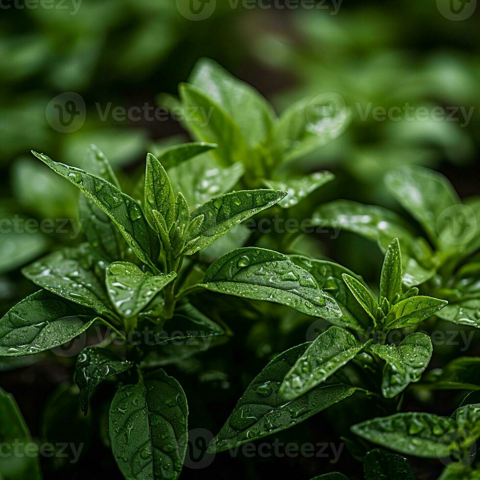 a close up of a plant with water droplets on it generative ai photo