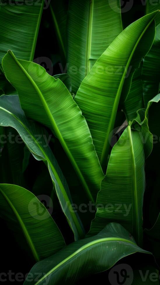 a close up of green banana leaves on a dark background generative ai photo