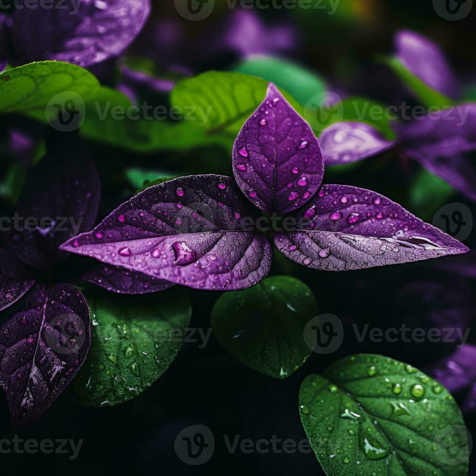 a close up of purple leaves with water droplets generative ai photo